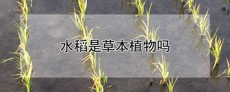 水稻是草本植物吗