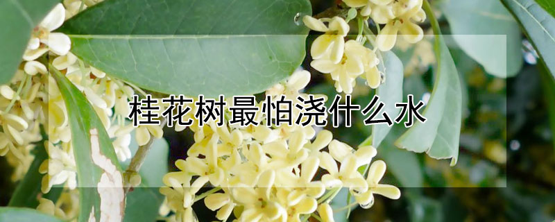 桂花树最怕浇什么水