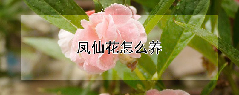 凤仙花怎么养