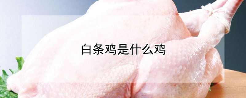 白条鸡是什么鸡