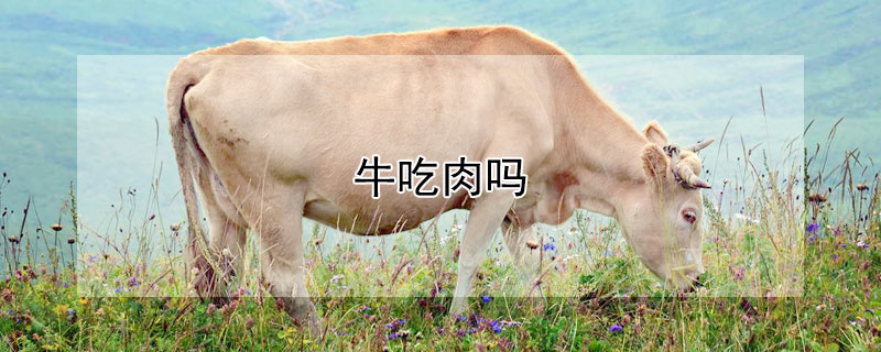 牛吃肉吗