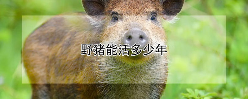 野猪能活多少年