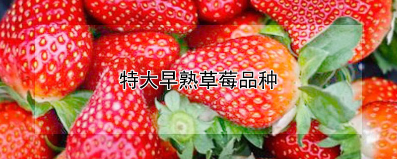 特大早熟草莓品种