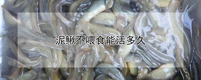 泥鳅不喂食能活多久