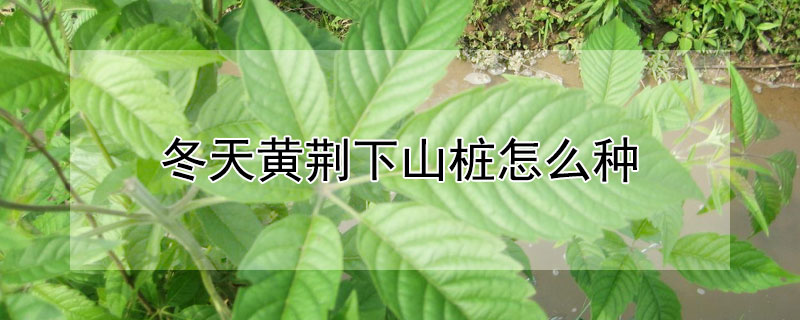 冬天黄荆下山桩怎么种