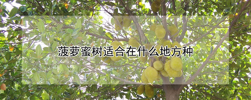 菠萝蜜树适合在什么地方种