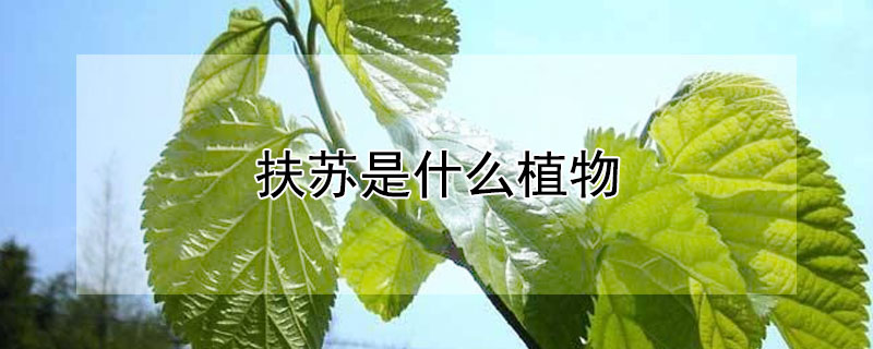 扶苏是什么植物