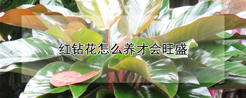 红钻花怎么养才会旺盛