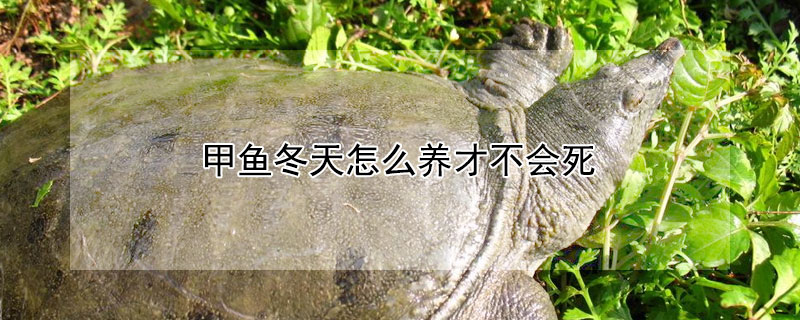 甲鱼冬天怎么养才不会死