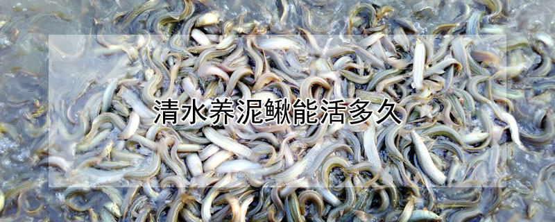 清水养泥鳅能活多久