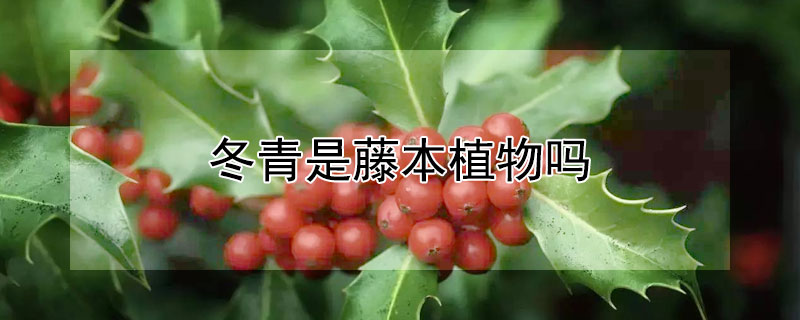 冬青是藤本植物吗