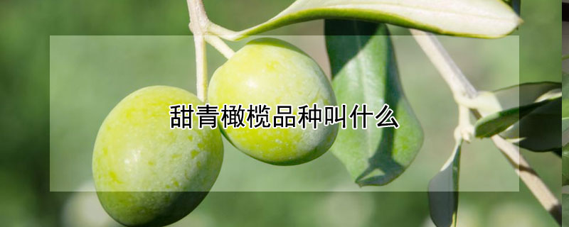 甜青橄榄品种叫什么