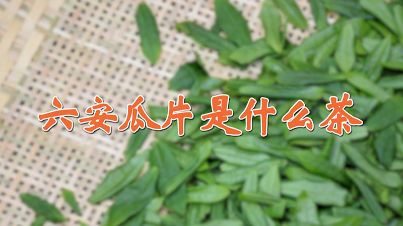 六安瓜片是什么茶