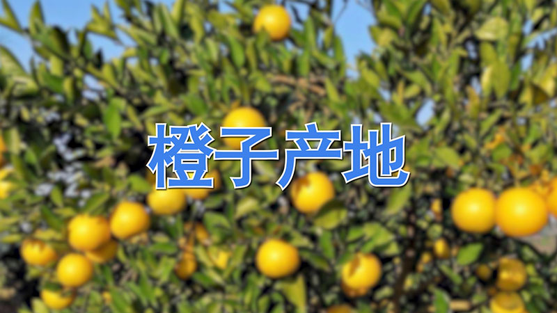 橙子产地