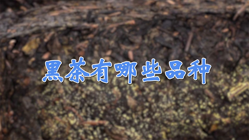 黑茶有哪些品种