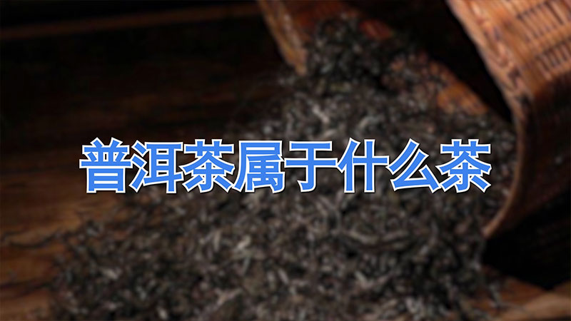 普洱茶属于什么茶