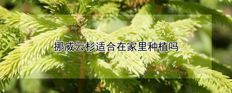 挪威云杉适合在家里种植吗