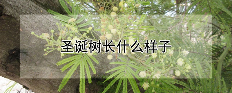 圣诞树长什么样子