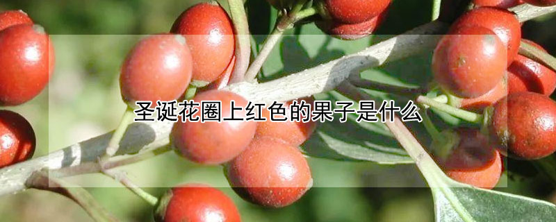 圣诞花圈上红色的果子是什么