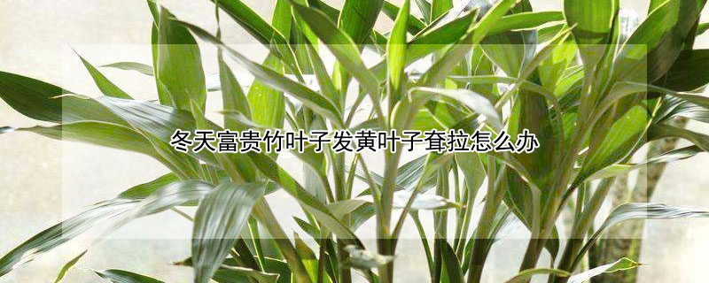 冬天富贵竹叶子发黄叶子耷拉怎么办