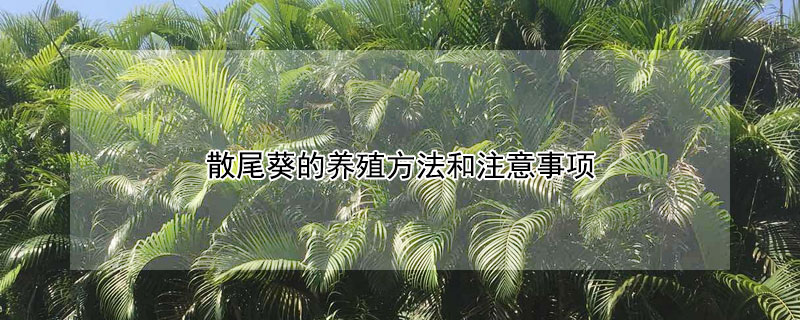 散尾葵的养殖方法和注意事项