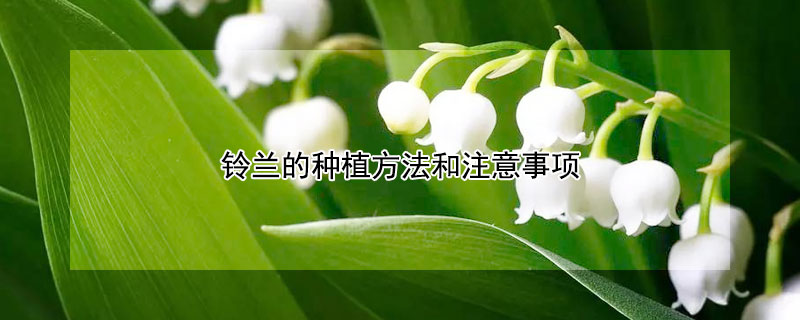 铃兰的种植方法和注意事项