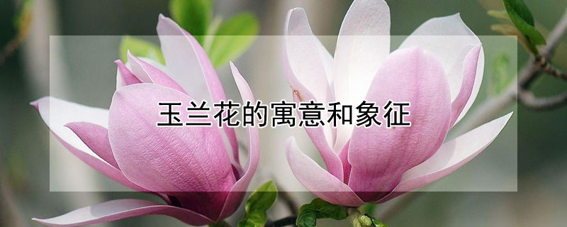 玉兰花的寓意和象征