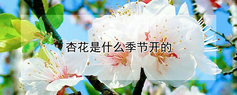 杏花是什么季节开的