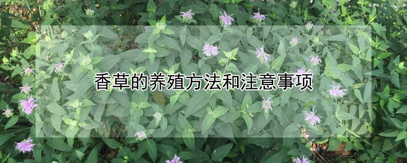 香草的养殖方法和注意事项