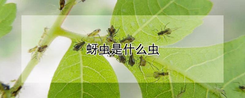 蚜虫是什么虫