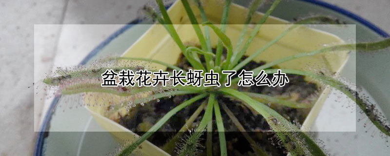 盆栽花卉长蚜虫了怎么办