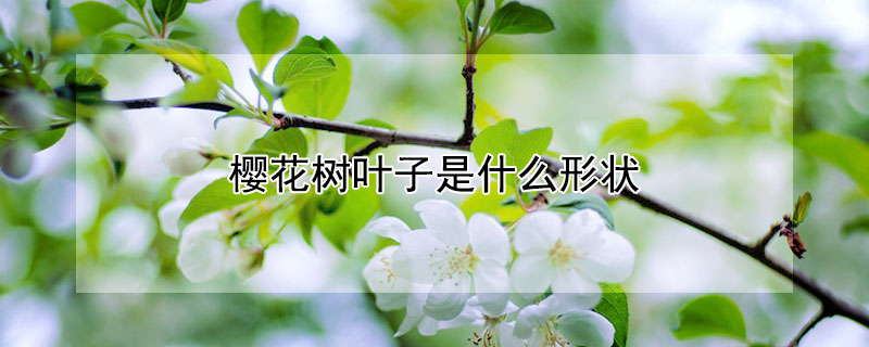 樱花树叶子是什么形状