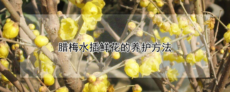 腊梅水插鲜花的养护方法