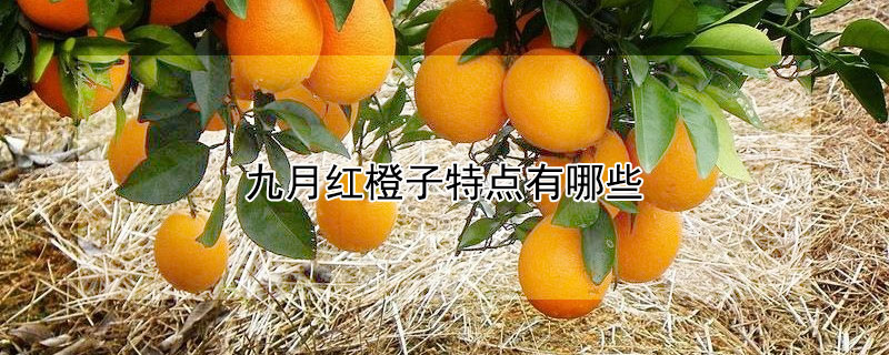 九月红橙子特点有哪些 —【发财农业网】