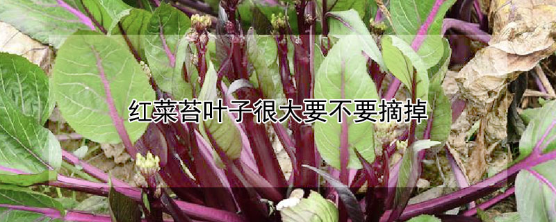 红菜苔叶子很大要不要摘掉