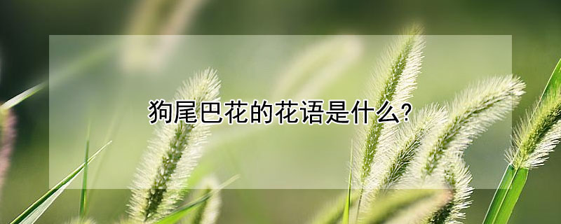 狗尾巴花的花语是什么?