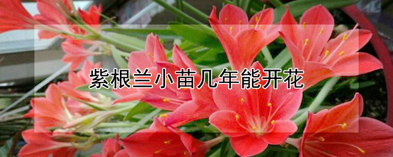 紫根兰小苗几年能开花