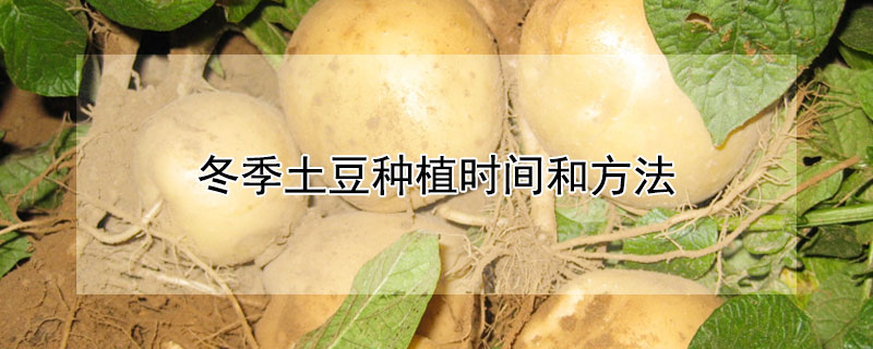 冬季土豆种植时间和方法