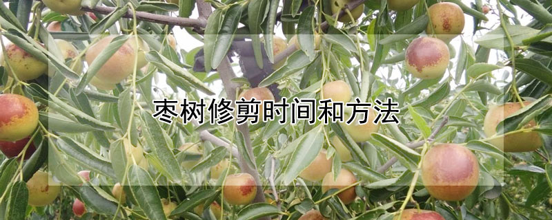 枣树修剪时间和方法