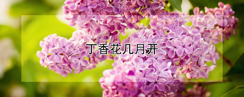 丁香花几月开