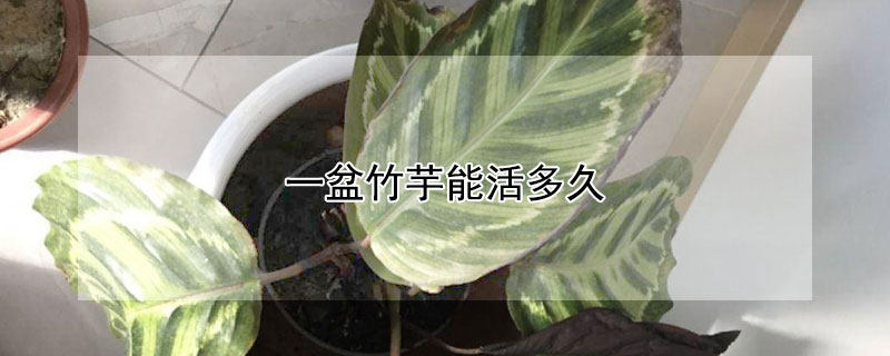 一盆竹芋能活多久