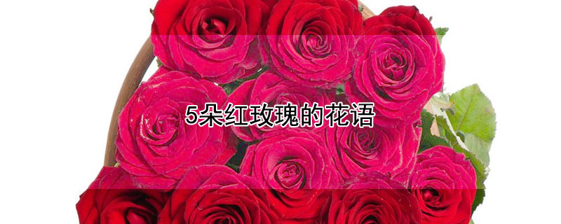 5朵红玫瑰的花语