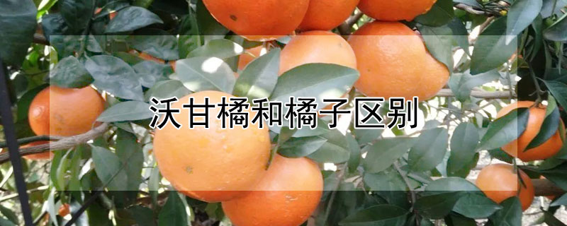 沃甘橘和橘子区别