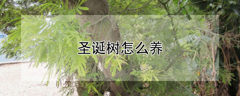 圣诞树怎么养