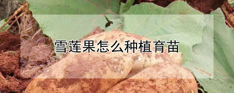 雪莲果怎么种植育苗