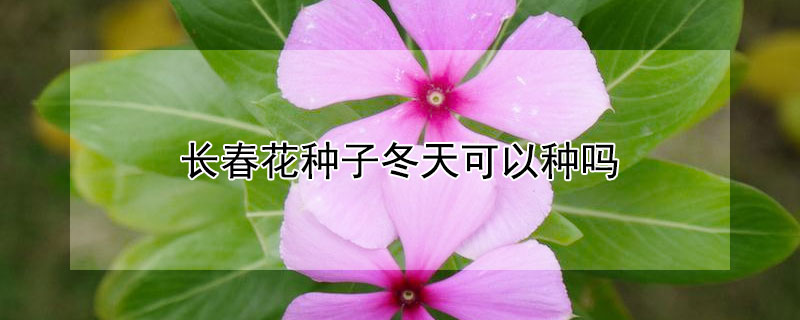 长春花种子冬天可以种吗