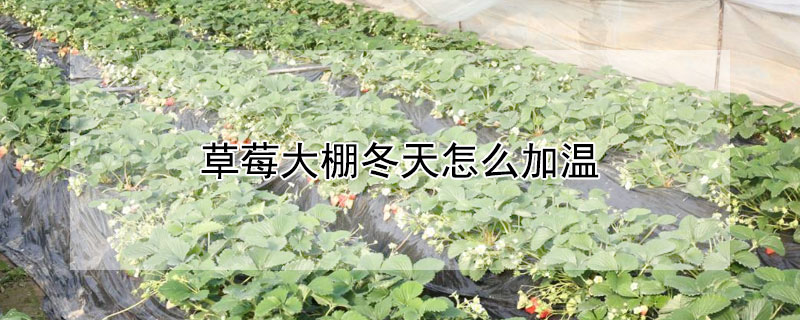 草莓大棚冬天怎么加温