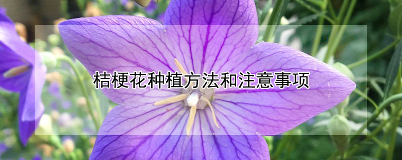 桔梗花种植方法和注意事项