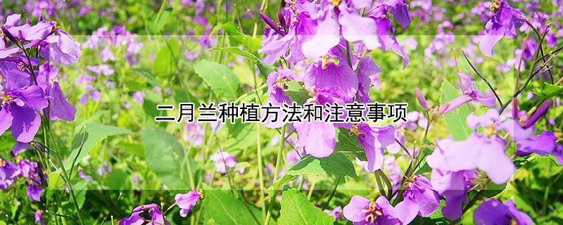 二月兰种植方法和注意事项
