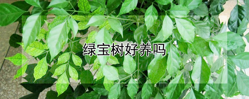 绿宝树好养吗